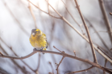 Colorful bird (siskin) sitting on a branch, winter
