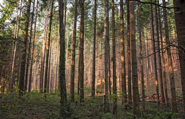 Fototapeta na wymiar A fir forest in the sunset light
