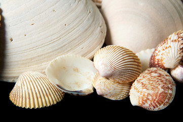 Fototapeta na wymiar Collection of small clam type sea shells on black background, with large ones behind.