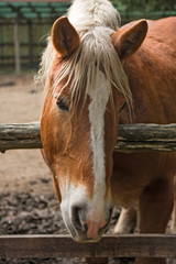 Naklejka premium Close up of a horse's head, inside a farm fence.
