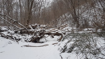 Tree across the creek