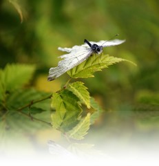 butterfly on a leaf