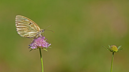 Papillon marbré du Portugal butinant une fleur mauve sauvage des champs en été.