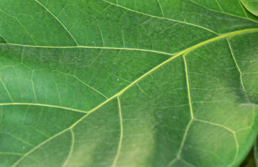 texture of green leaf