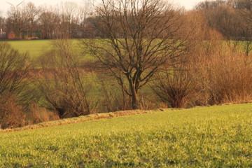 Baum in Natur