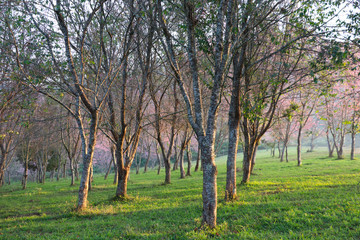 Wild Himalayan Cherry Sakura Garden in winter season at Thailand forest morning daylight is beautiful
