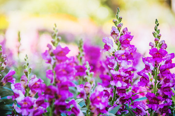 .background nature Flower Antirrhinum. pink flowers. background blur.