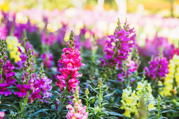 Obraz premium background nature Flower Antirrhinum.Snap dragon (Antirrhinum majus) blooming in garden