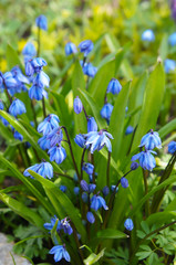 Blue scilla siberica or siberian squill spring flowers in grass
