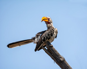 Yellow-billed Hornbill