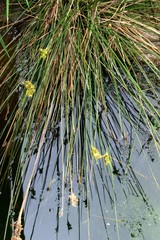 Barcelona. Delta del Llobregat. Park in Spain