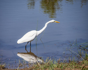 Yellow-billed Egret