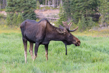 Fototapeta na wymiar Shiras Moose of The Colorado Rocky Mountains