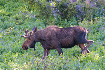 Colorado Rocky Mountains - Shiras Moose in the Wild