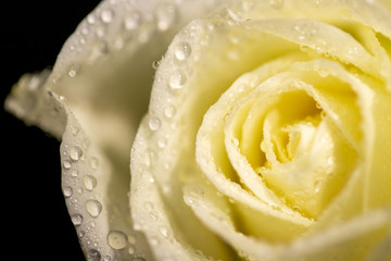 Valentine's Day, roses on the day and month of love