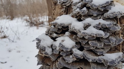  Mushrooms in the winter on a tree