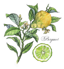 Hand-drawn watercolor illustration of the bergamot plant. Botanical drawing isolated on the white background - obrazy, fototapety, plakaty