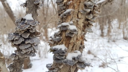  Mushrooms on a tree trunk