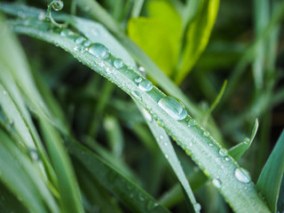 Large raindrops on the grass