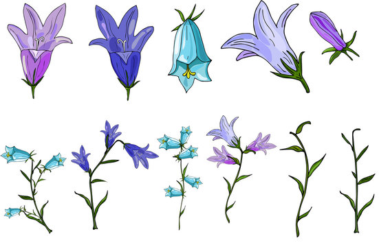 Vector Set Of Bluebells Consisting Of Flowers And Stems