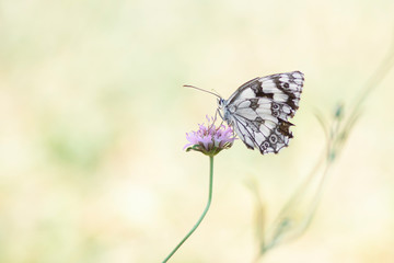 Papillon noir et blanc d'Espagne