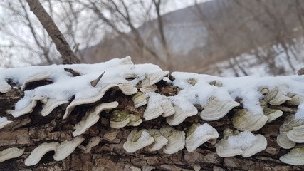  Forest. Mushrooms. Winter.