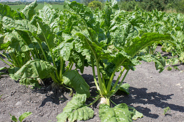 sugar beets,beautiful beets grow in the field