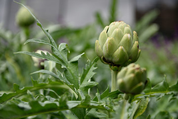 Globe artichoke plant, Cynara scolymus, flower bud isolated with a blurred background in Bogota, Colombia.	