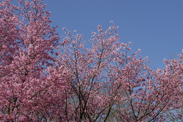 Pink blossoms with blue sky