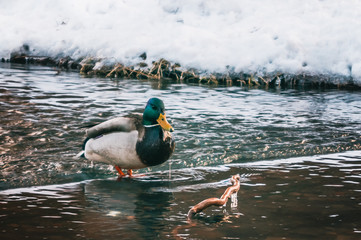 Drinking duck on a winter river