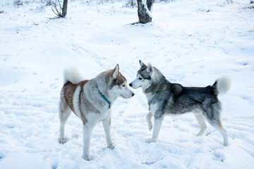Fototapeta na wymiar two husky dog in the snow winter forest