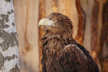 portrait of an eagle