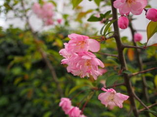 Obraz premium 春の花