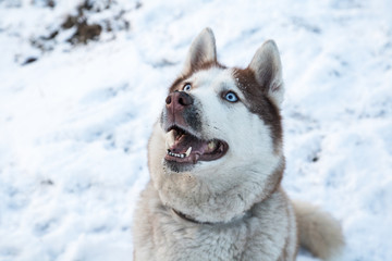 husky dog with blue eyes in the snowy winter park, close up