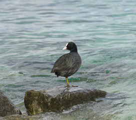 Eurasian coot,Switzerland, Lake Geneva