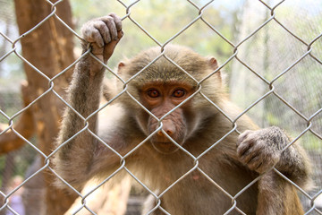 young ape behind bars