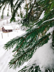 Closeup spruce branches covered with snow, blurred village houses in the background. Winter countryside landscape. Image for seasonal greeting postcard or banner