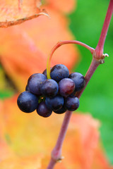 a bunch of grapes in a german vineyard (Kaiserstuhl)