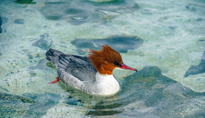 Common Merganser (Mergus merganser)