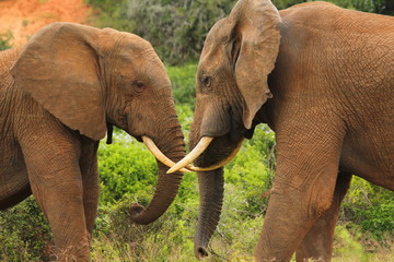 Two young African elephants bonding by touching trunks.
