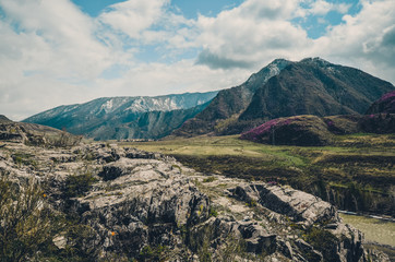 Mountain landscapes of Chui tract, Altai. Spring bloom in mountains