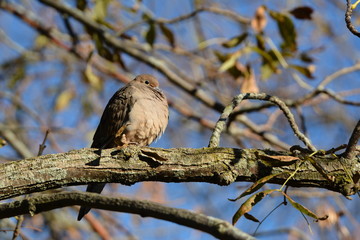 Mourning Dove in forest