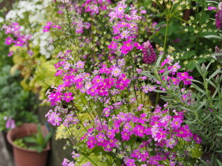 Obraz premium 春の花