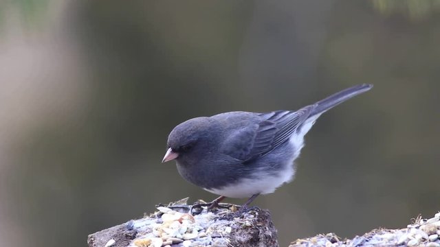 Dark-eyed Junco (Junco hyemalis)  eats seeds on a stump in a cold winter day