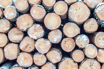 Frontal view of stacked tree trunks. winter 