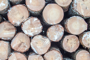 Front view of stacked felled logs in the snow. winter view