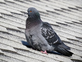 pigeon on a background