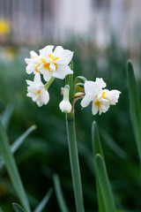 Daffodil flower. Daffodil flowers and green leaves