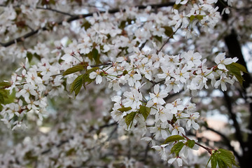 A branch of an apple tree with white flowers. Blooming apple orchard. Concept of spring, growth and awakening.