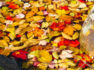 Autumn Leaves in Water